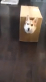 Αστείο gif με σκυλάκι που τρέχει μέσα σε κουτί